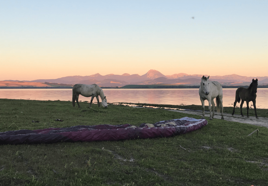 Caballos a la orilla del lago de Bornos